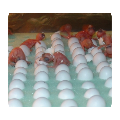 TELUR WALET